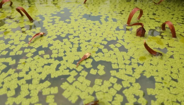 Pourquoi les lentilles d&rsquo;eau disparaissent-elles en hiver ?