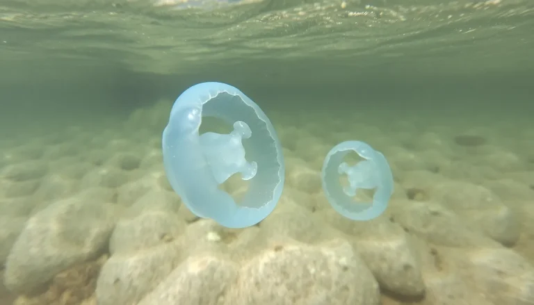 Méduses bleues en Corse : lesquelles sont dangereuses et que faire en cas de piqûre ?